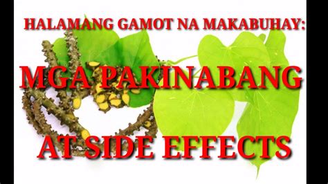 makabuhay plant benefits|Halamang Gamot na Makabuhay: Mga Pakinabang at Side Effects.
